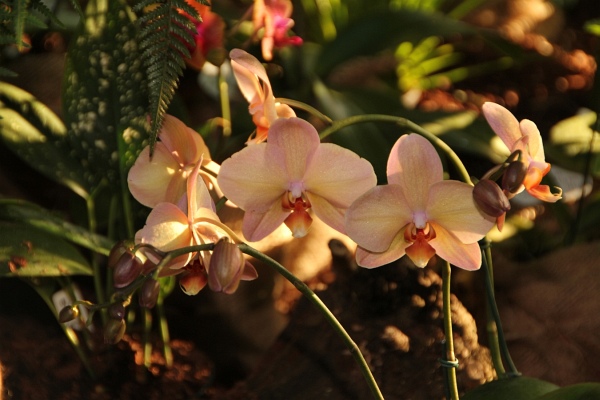 Phalaenopsis   095.jpg